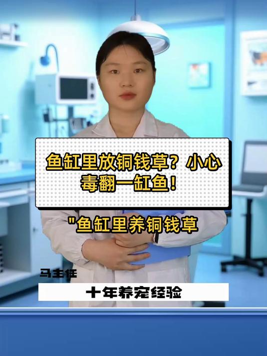 鱼缸里放铜钱草?小心毒翻一缸鱼!