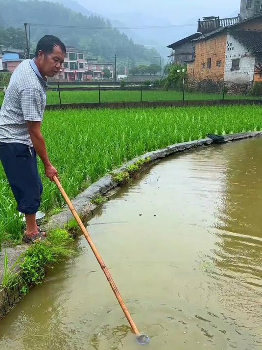 抬网鱼塘捕鱼