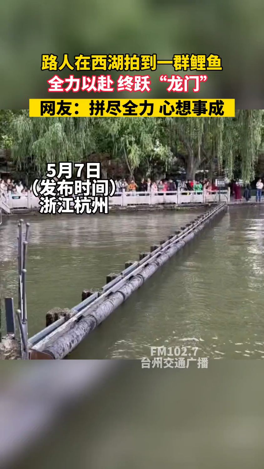 路人在西湖拍到一群鲤鱼,全力以赴,终跃“龙门”。