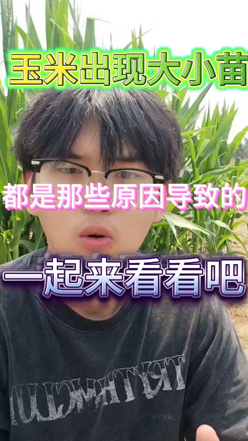 玉米大小苗是什么原因造成的
