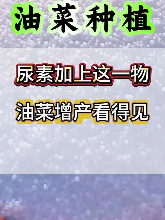 油菜种植油菜种植户注意了,出苗半个月的小油菜不要做错这一步