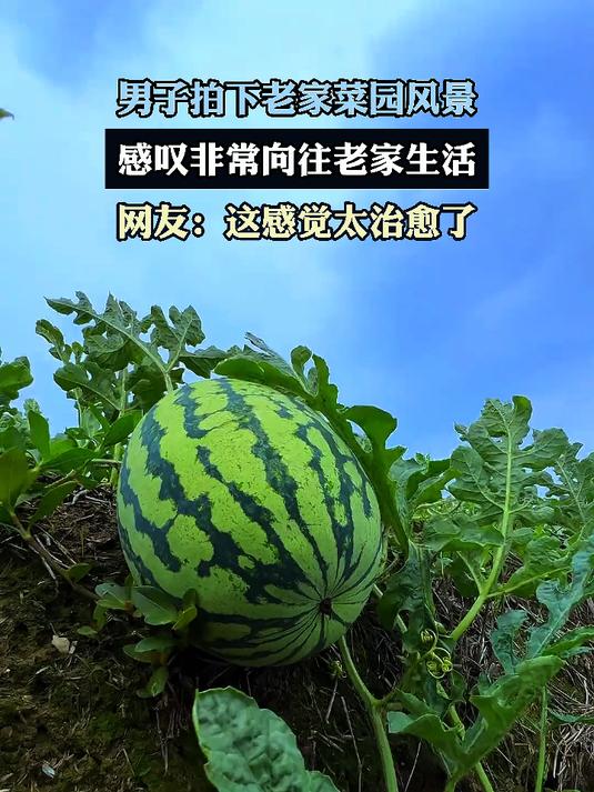男子拍下老家菜园风景,感叹非常向往老家生活