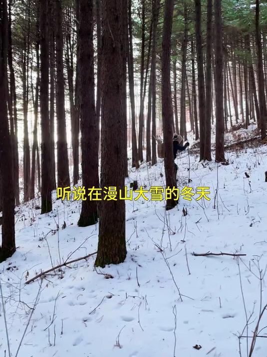 为了能在大雪漫山的冬天实现野菜自由,今天咱们出发上山