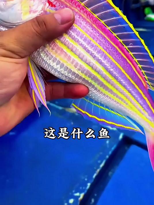 这是什么鱼?