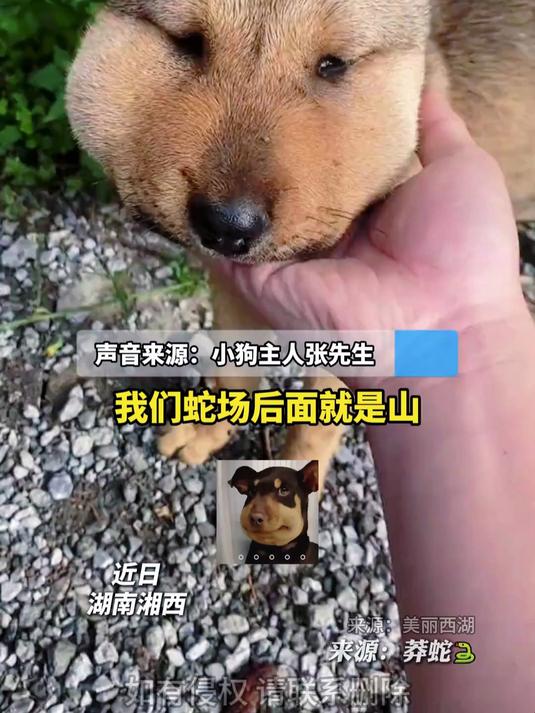 小黄狗半夜跑山上去玩,回来被咬伤脑门肿成“表情包”