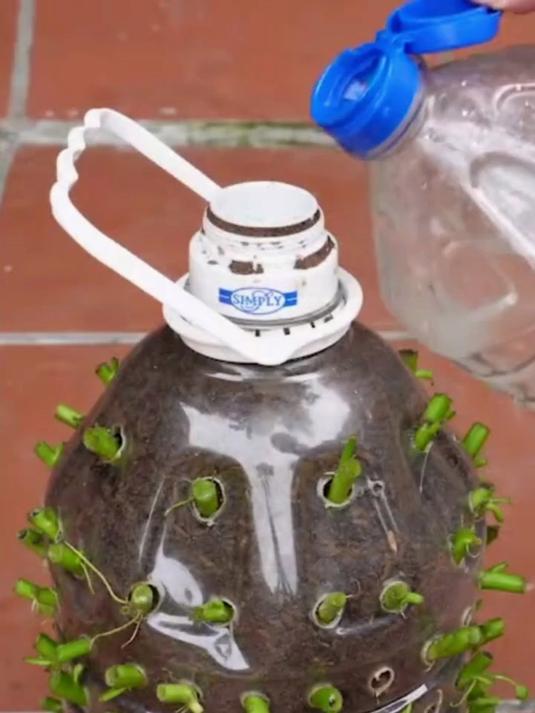 幸福乡村带头人空心菜