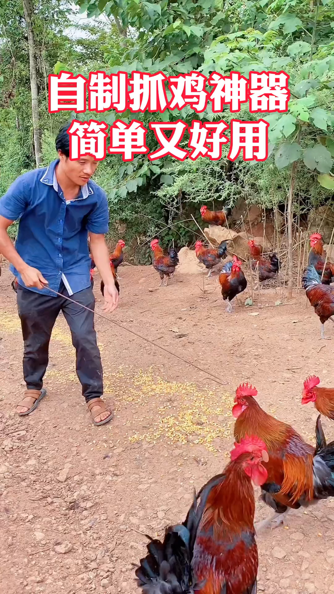 自制神奇抓鸡小神器,简单又好用