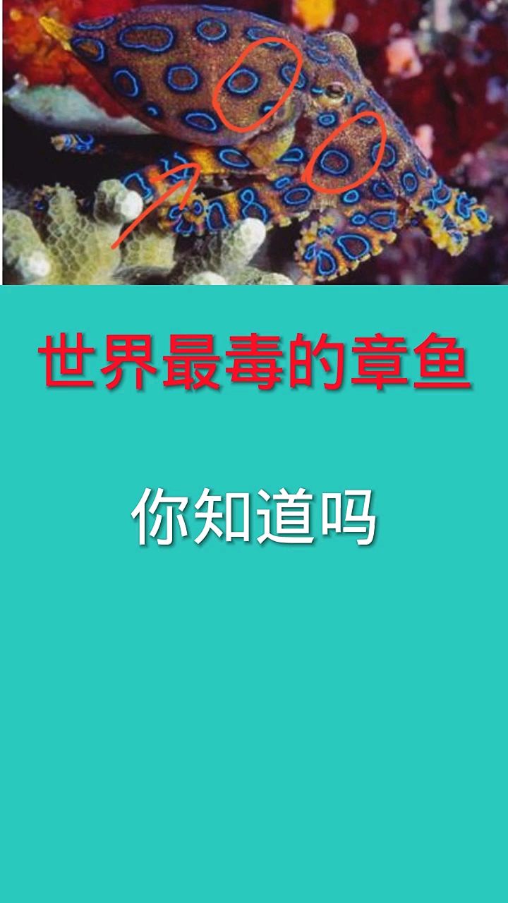 世界最毒的章鱼