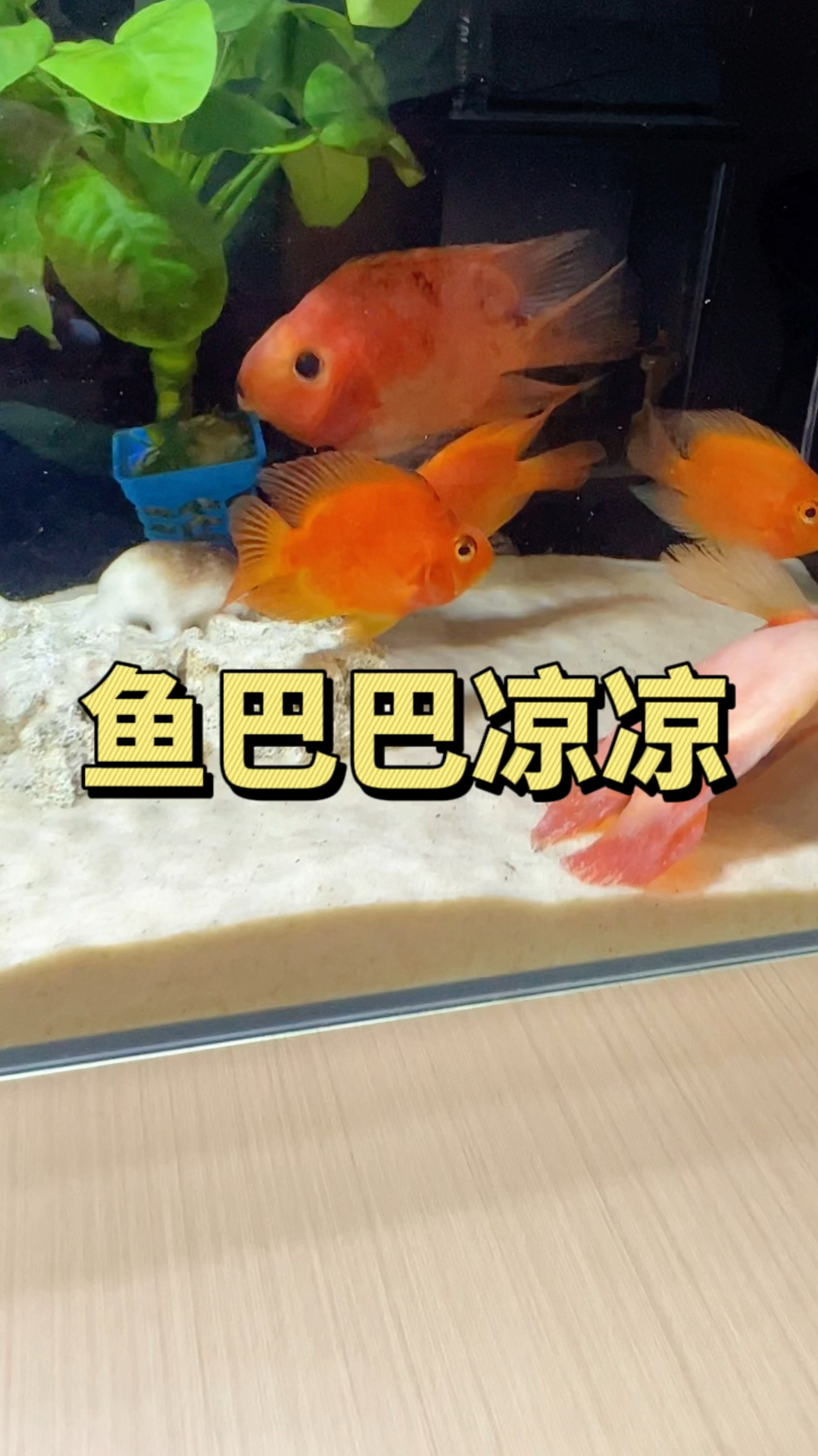 幸福五口之家鱼巴巴突然凉凉了,鱼麻麻一拖三以后怎么生活那,怎么办?#水族#观赏鱼