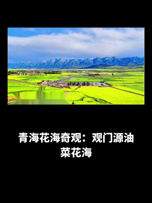 青海花海奇观:观门源油菜花海,赏青稞田埂,品自然勾勒之韵
