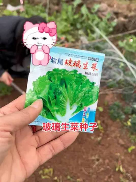 生菜种子怎么选?怎样种?这里有答案!