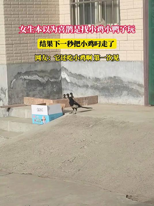 女生本以为喜鹊是找小鸡小鸭子玩，结果下一秒把小鸡叼走了