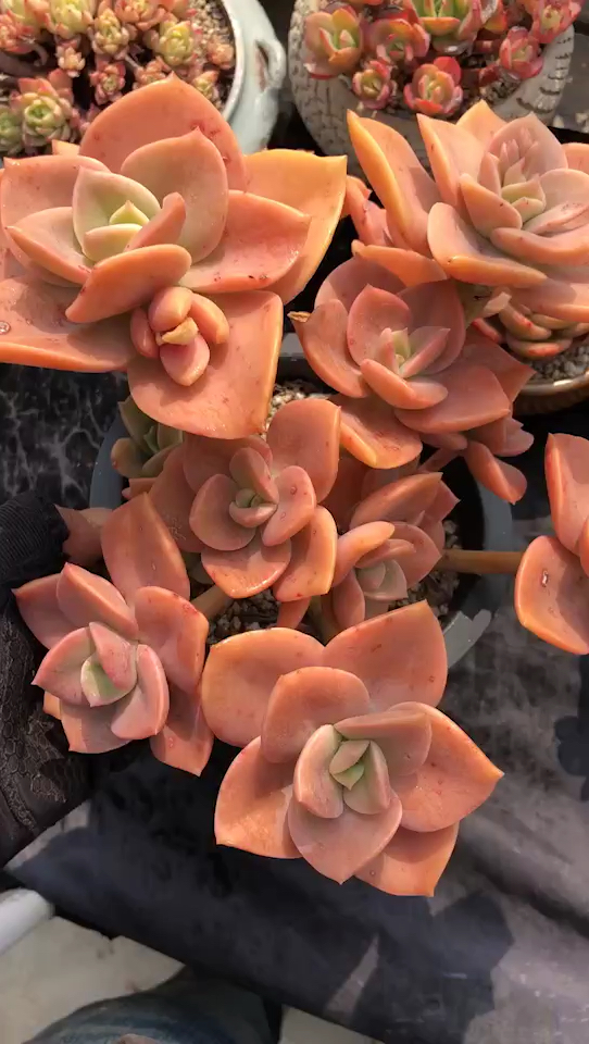 鹤士,稀有品种,浆果色多肉