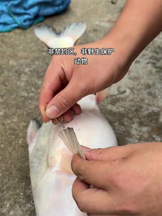 肚子里全是气的鱼