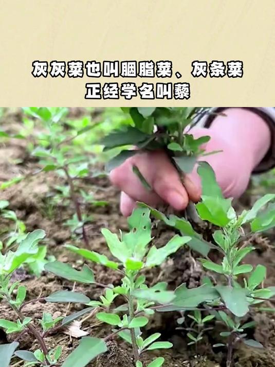 灰灰菜也叫胭脂菜、灰条菜，正经学名叫藜