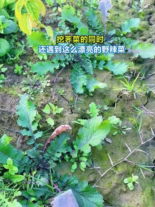 挖荠菜的同时,还遇到这么漂亮的野辣菜