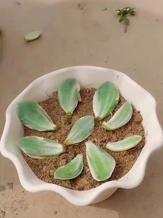 玉树用叶片来扦插,生根更快