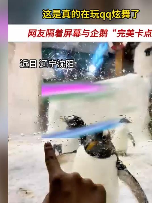有企鹅,有音乐,还有节奏,果然有人在动物园玩到了真的qq炫舞