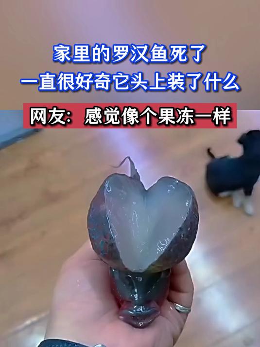 家里的罗汉鱼死了,一直很好奇它头上装了什么,网友:感觉像个果冻—样