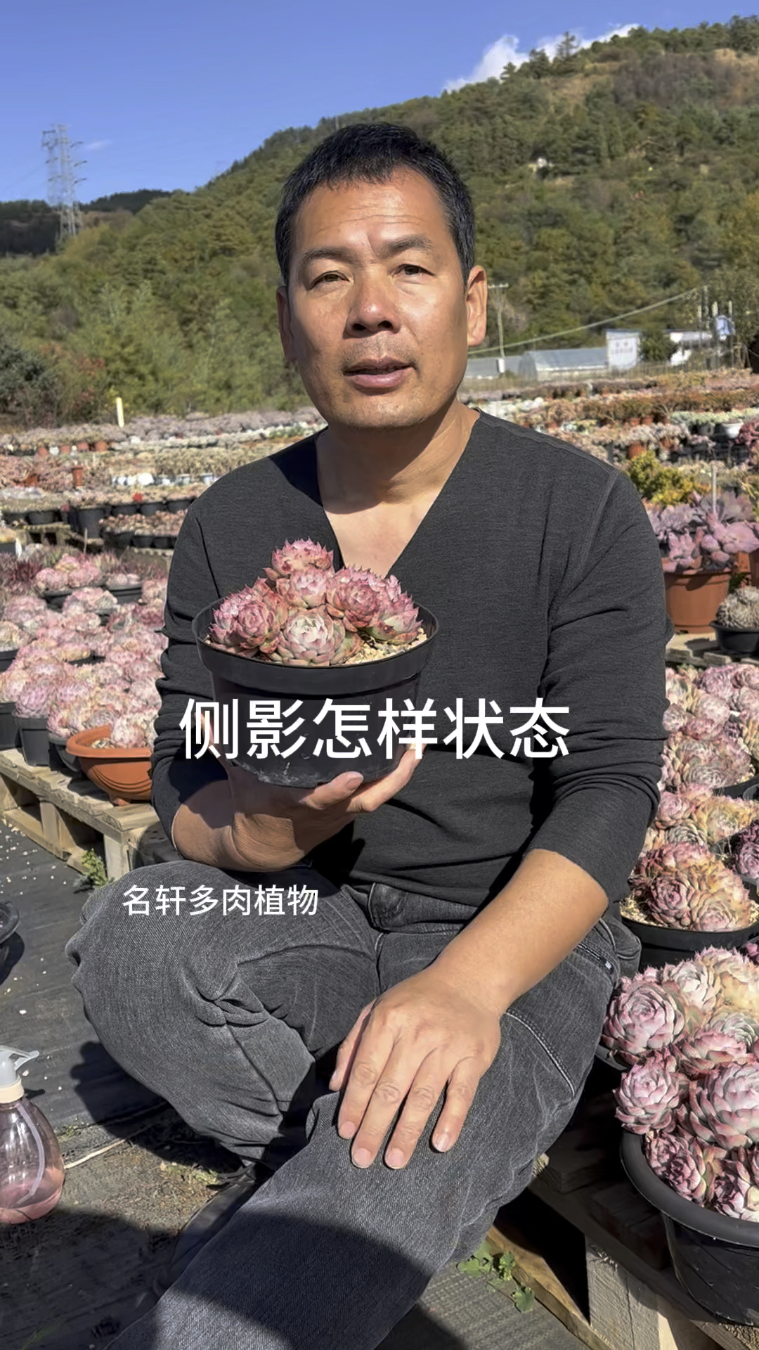 多肉植物侧影怎样状态