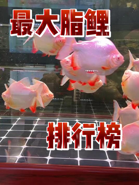 最大脂鲤排行榜