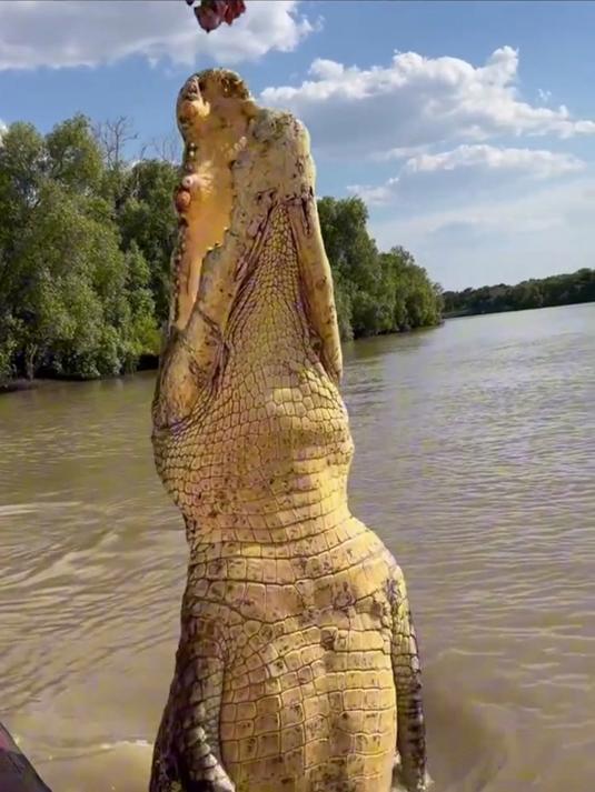 它是水陆两栖的顶级掠食者，也是世界上最大的爬行动物，鳄鱼！