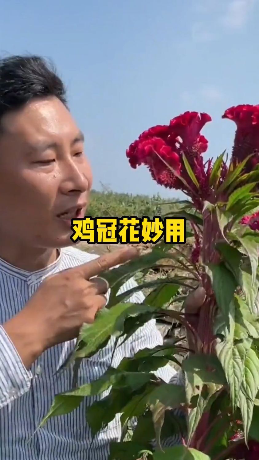 在《本草纲目》中鸡冠花也叫鸡公花,它的苗、子、花都有很多用处