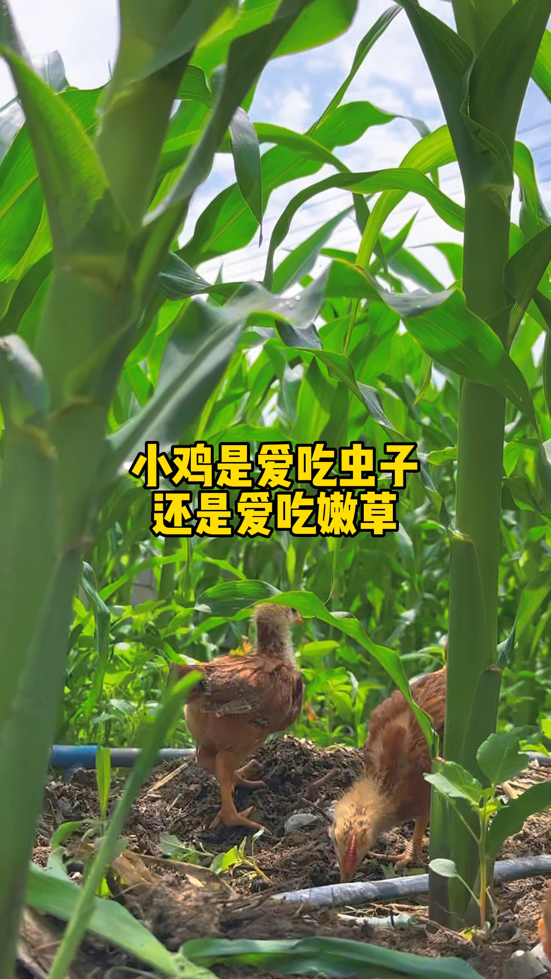 小鸡是爱吃虫子,还是爱吃嫩草