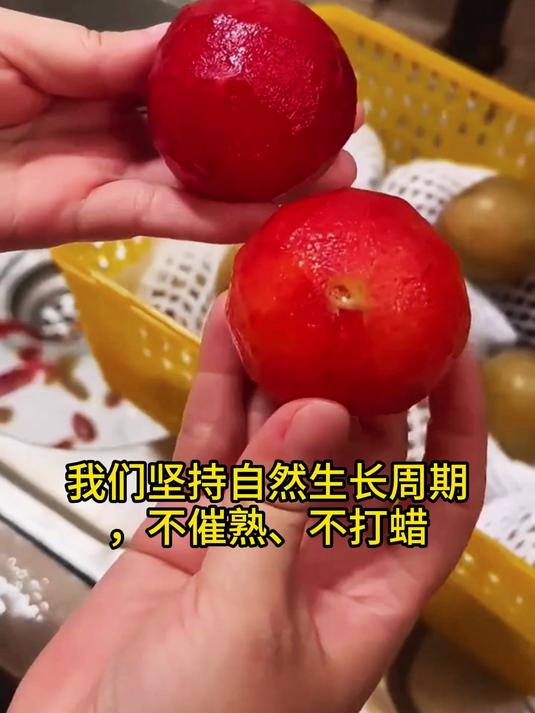 夏日降温新吃法!冰镇恐龙蛋李子,一口凉到心坎里