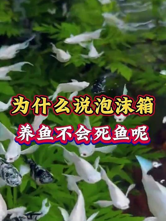 为什么说泡沫箱养鱼不会死鱼呢#养鱼人#水族#观赏鱼#新手养鱼