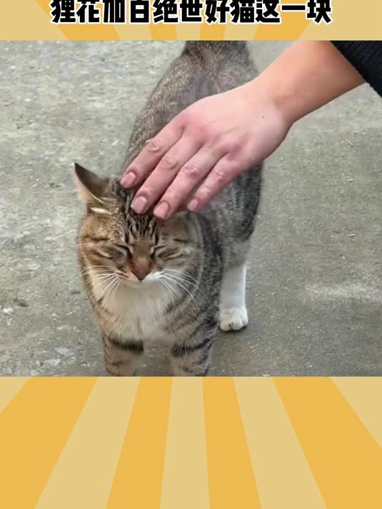 这种白色掺点黄色的猫心眼子太多了！