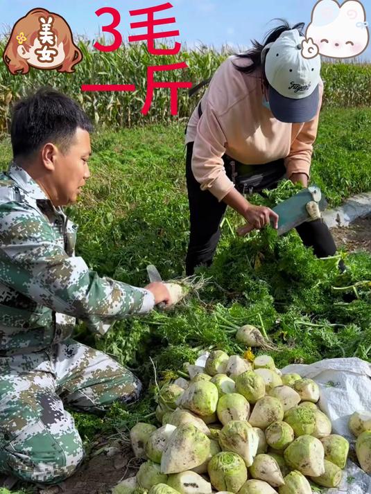 芥菜疙瘩丰收了!口感特别好_ 家乡的味道_ 下饭神器