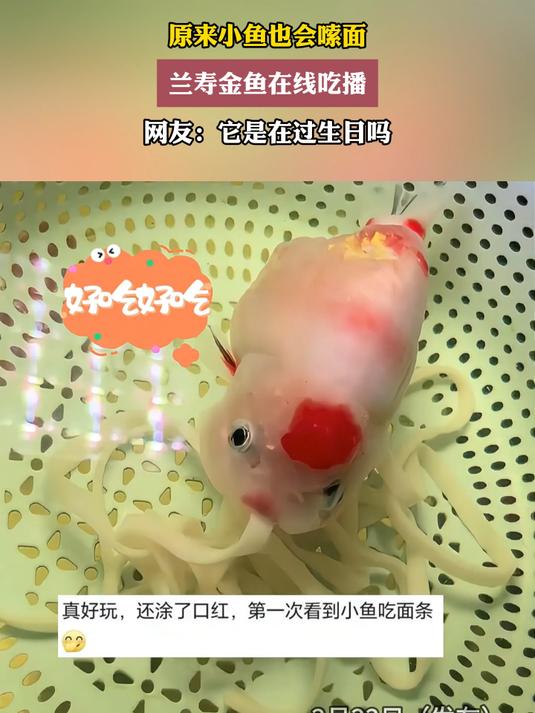 原来小鱼也会嗦面,兰寿金鱼在线吃播,网友:它是在过生日吗