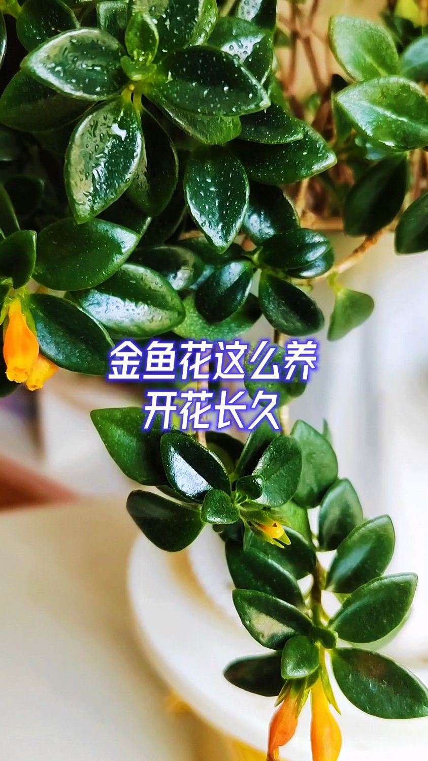 金鱼花怎么养开花更长久?