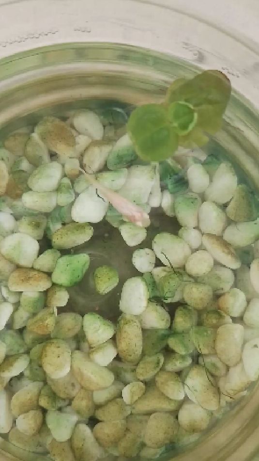 试着给孔雀鱼治疗红血丝病