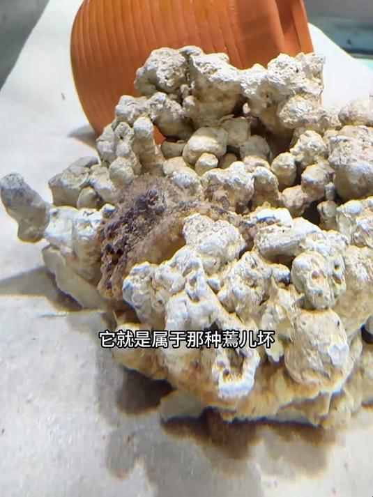 一下到了两条蓝环章鱼！蓝环章鱼竟然还会变色和变形！