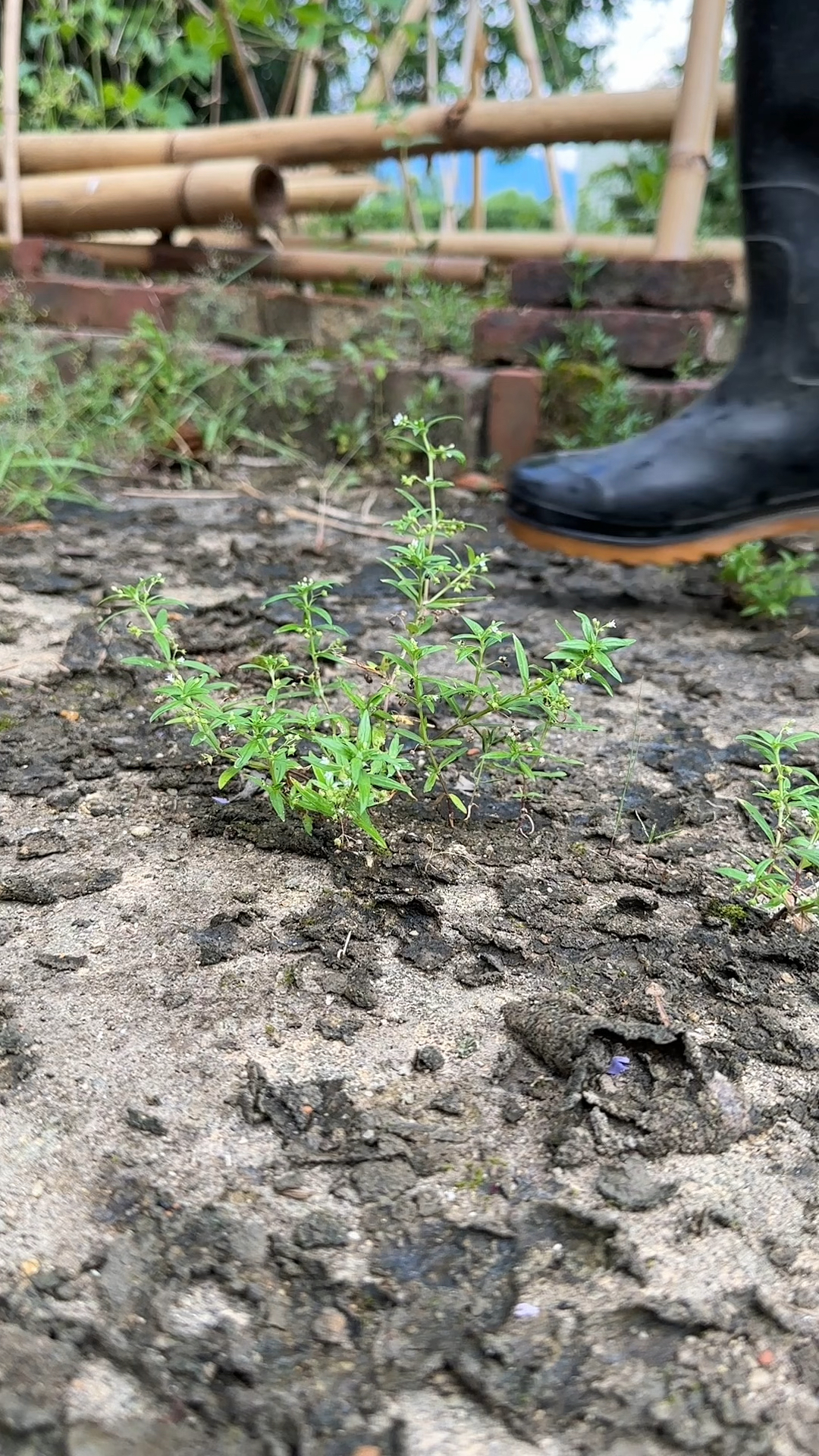 伞房花耳草和白花蛇舌草很像