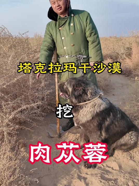 跟随沙漠之花,找到了4根沙漠人参
