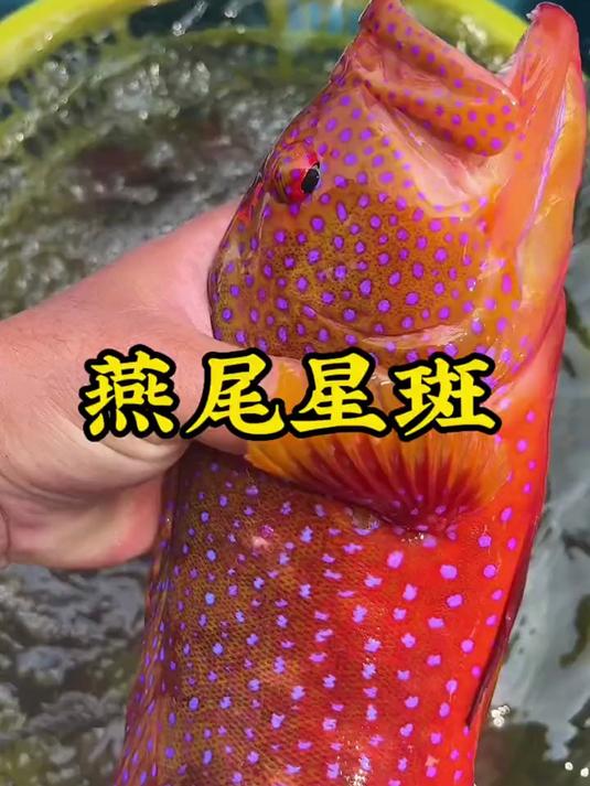 东星斑和燕尾星斑你们会怎么选呢?