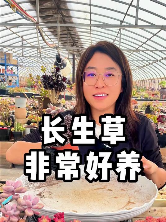 天气热,杀菌杀虫要做好,长生草紫牡丹,推荐新手,好养