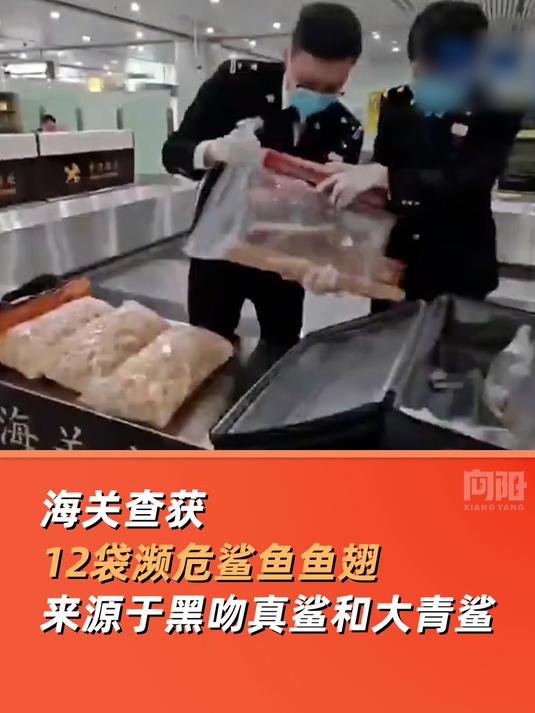 海关查获12袋濒危鲨鱼鱼翅