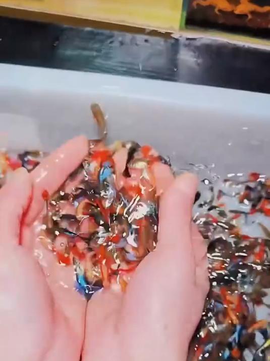 这孔雀鱼是颜值天花板吧！缎带大背鳍，鱼缸秒变高级感！