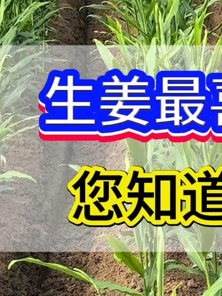 生姜最喜欢的肥料,你知道是什么吗
