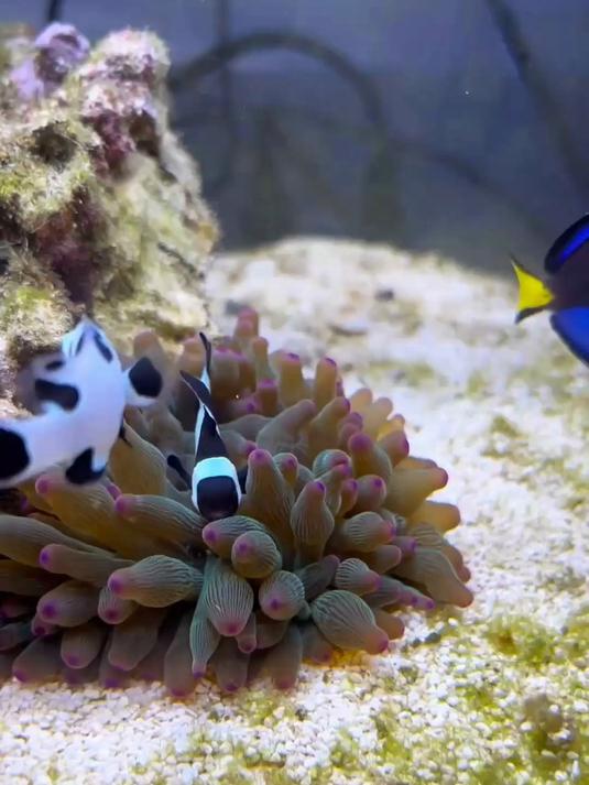 科普不同种类的鱼,看你认识几种?