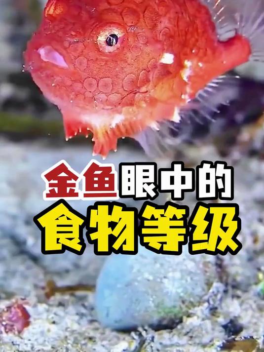 金鱼眼中的食物等级,鱼缸里的大自然