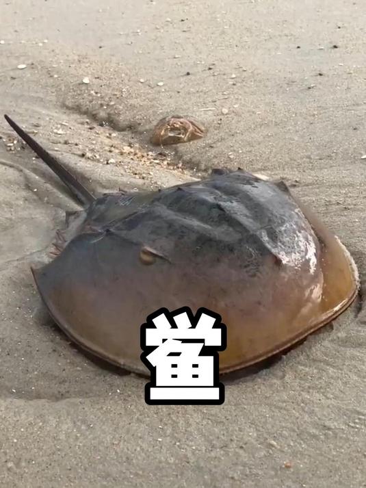 地球的活化石,因蓝色血液被人疯狂抽血的鲎!
