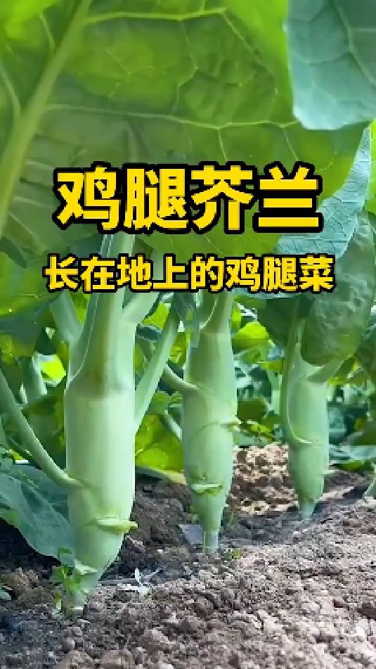 长得像鸡腿的芥蓝你吃过吗?它就是芥蓝中的“绿翡翠”鸡腿芥蓝