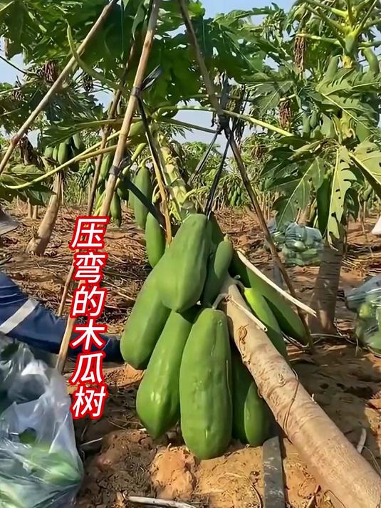 刀劈木瓜树竟是秘密武器?果子翻倍、采摘省力、还能抗大风!