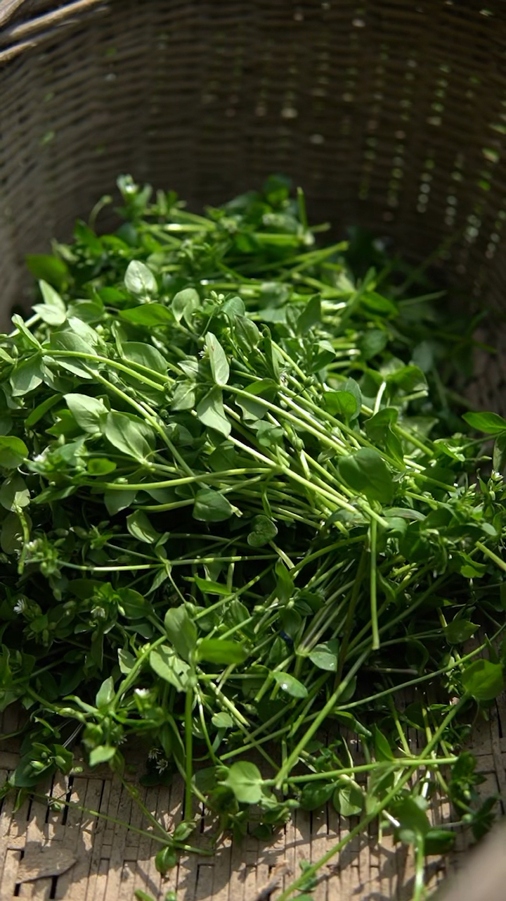 鹅儿草,这么美味的野菜,你居然还不知道