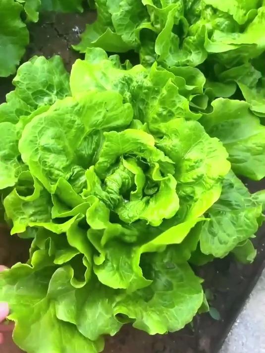 珍稀意大利生菜种子首发,口感独特营养足,打造专属绿色天地